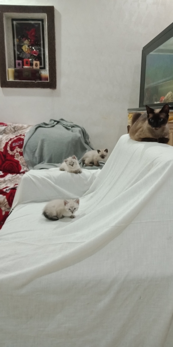 Chaton siamois tigré