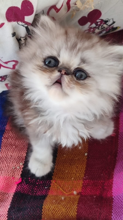 Chaton persan male