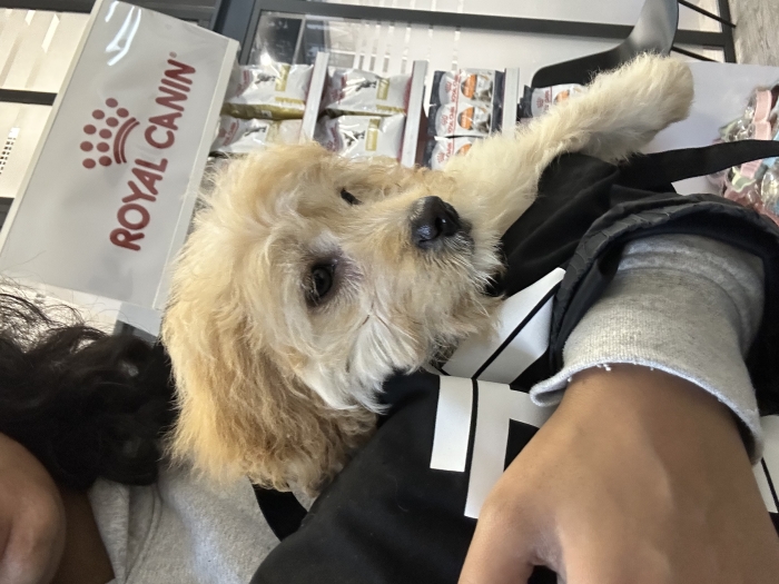 Bichon