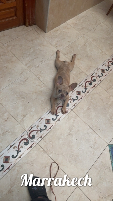 Bull dog exotique