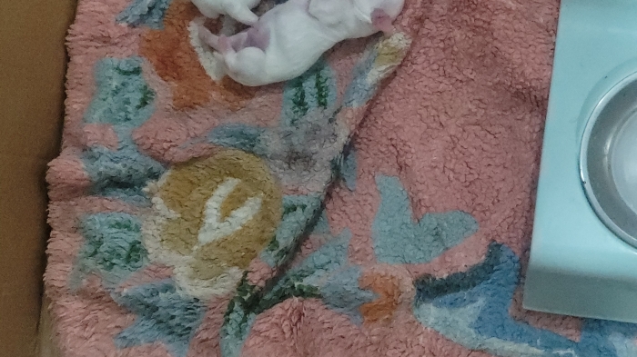 Bichon maltais