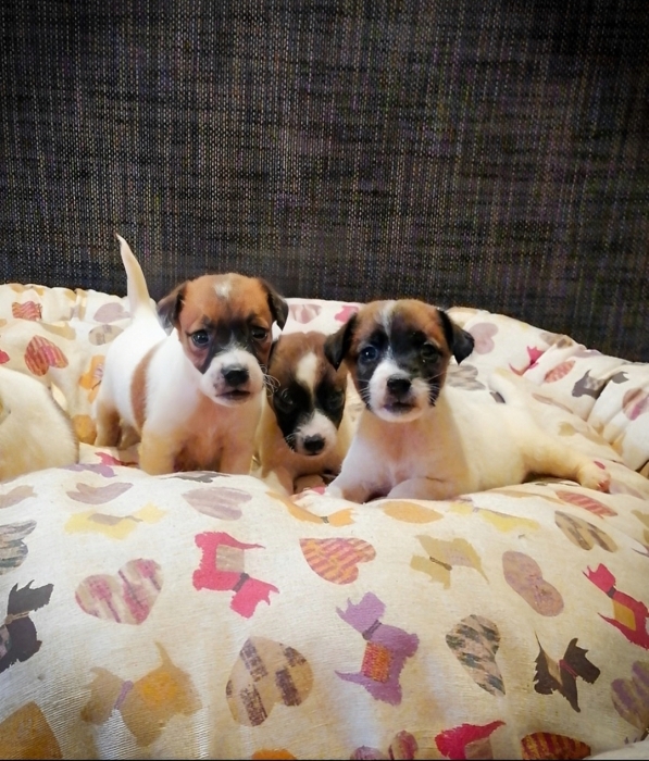 Jack Russell 🐾
