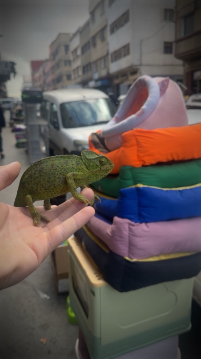 Cameleon