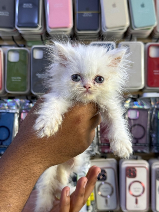 Des chatons persan