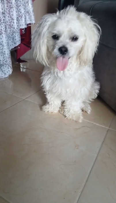 Bichon maltais