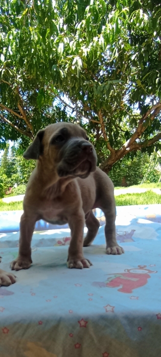 Cane corso fauve
