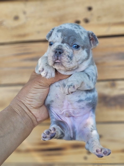 Bulldog Français