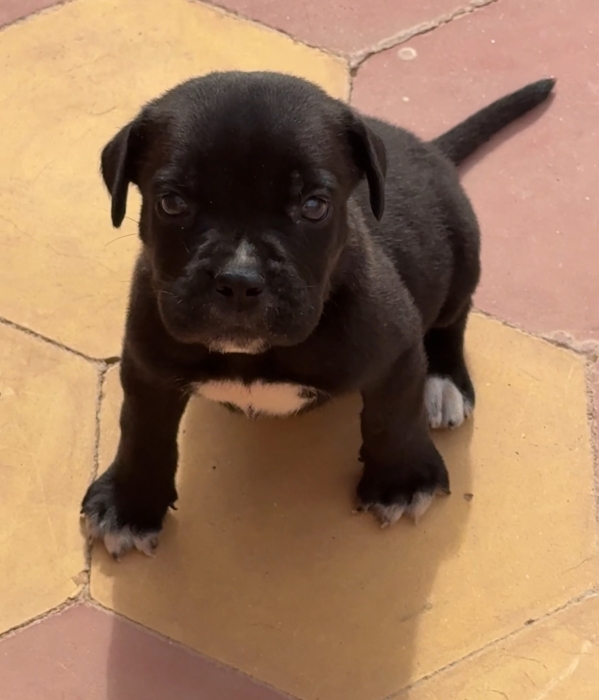 Cane corso