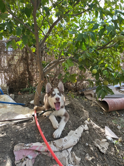 Siberian Husky