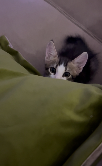 Chaton pour adoption urgente casa
