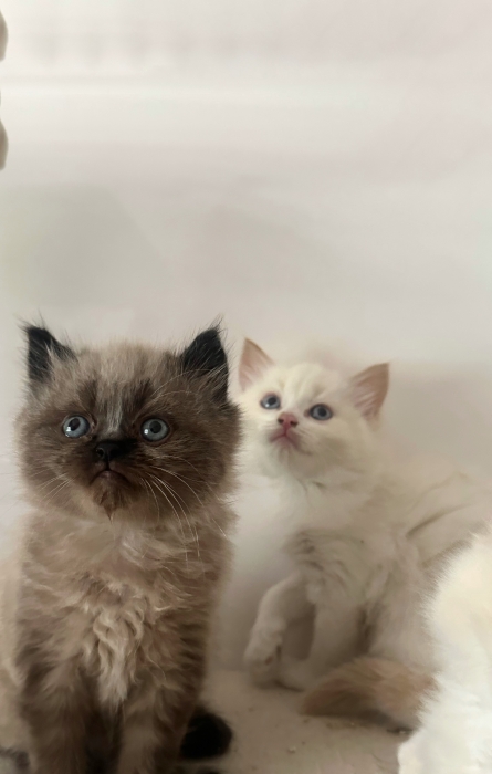 Chatons Ragdoll très affectueux