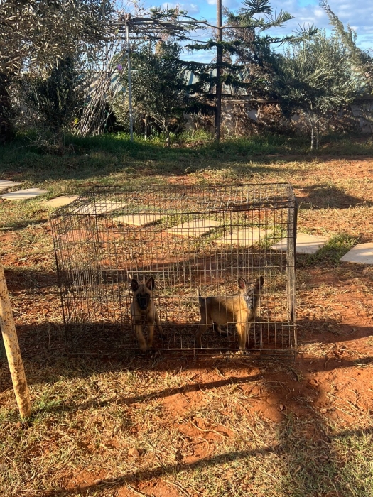 Malinois