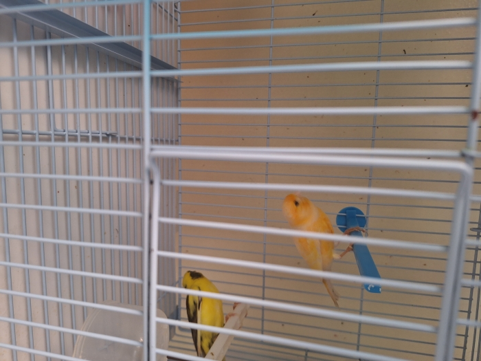 Couple canari