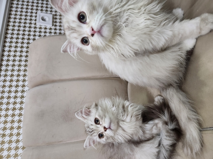 Chatons Highland/ Scottish pure race