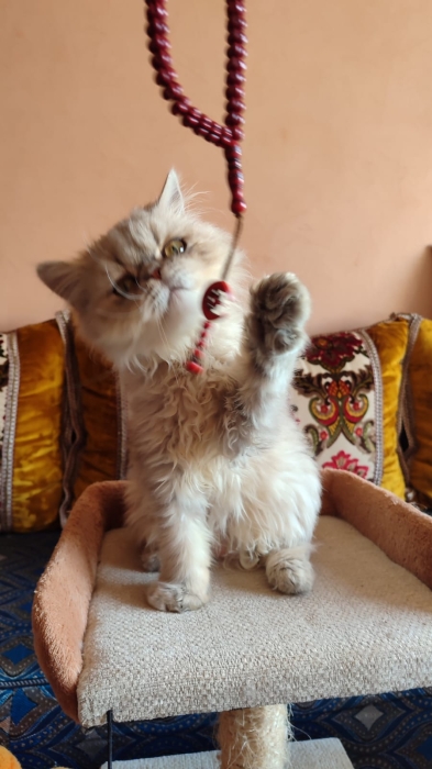 Chaton persan