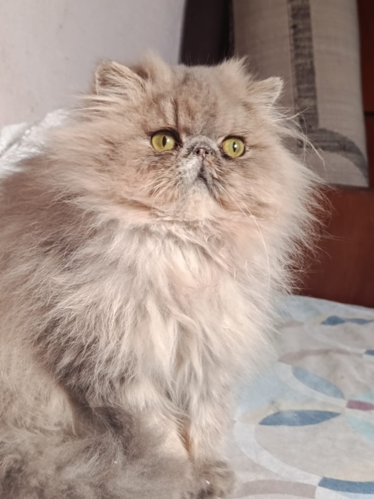 Mâle persan 5 mois
