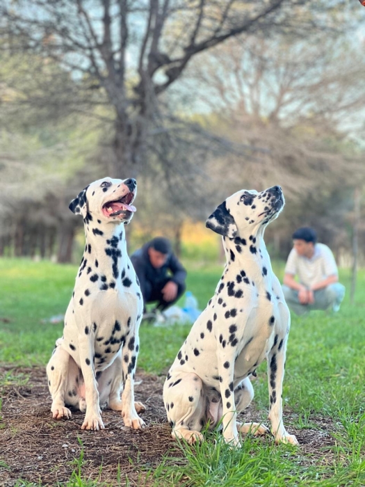 Dalmatien