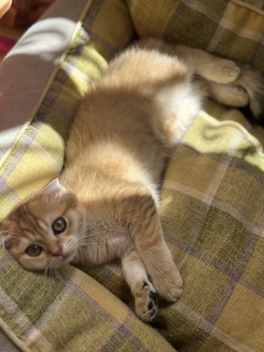 Scottish fold