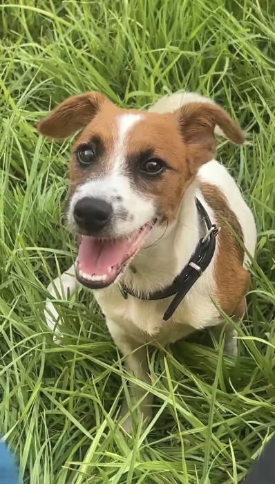 Jack russell