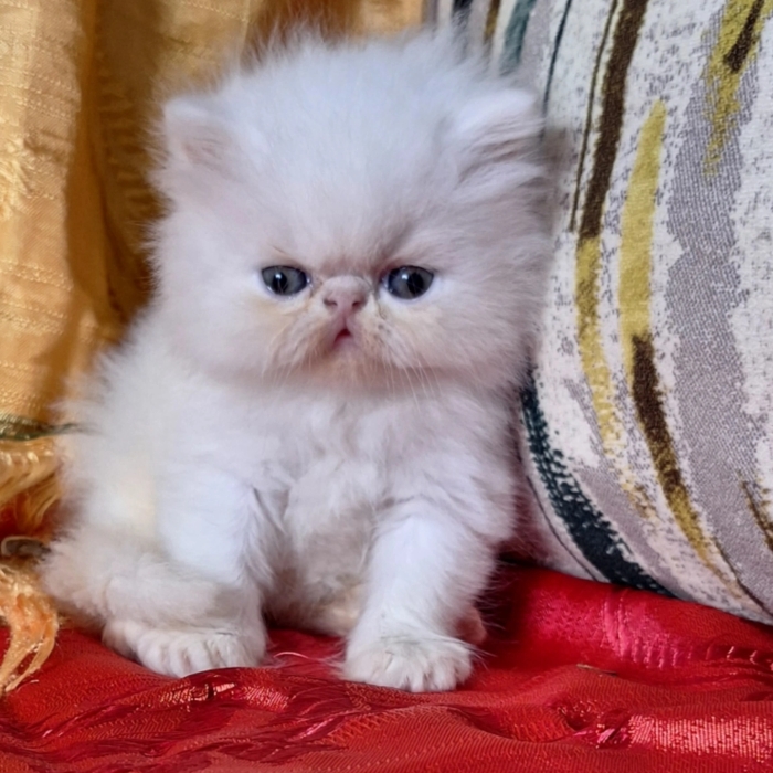 Persan