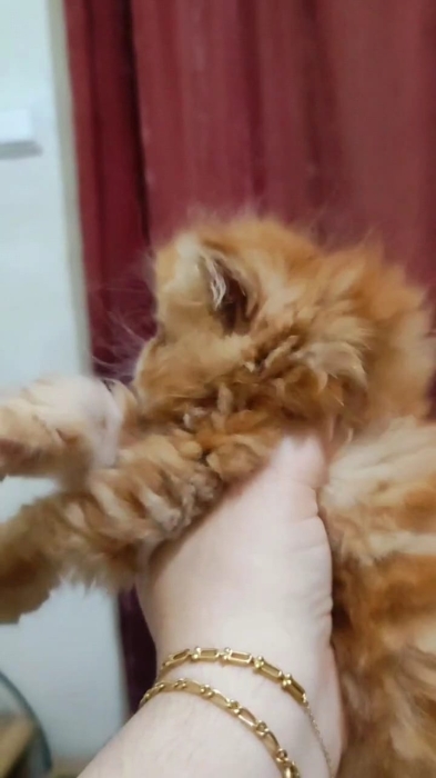 Chaton persan
