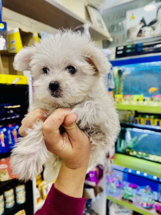 Bichon maltais nain