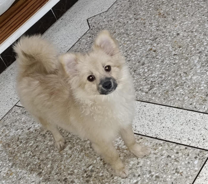 Spitz nain 7 mois