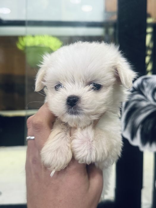 Bichon maltais nain