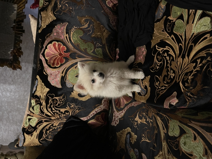 Spitz a vendre