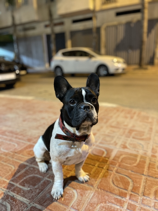 Bullldog Françai