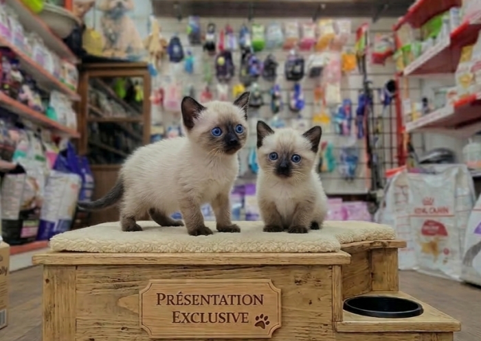 Chatons siamois