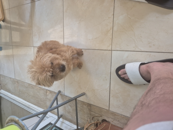 Caniche