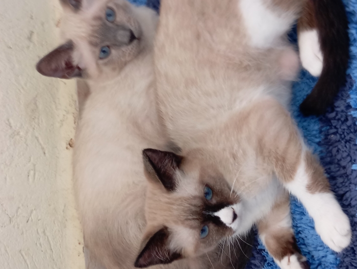 4 chats gratuit