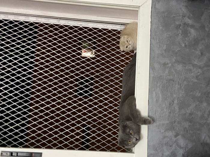 Scottish Fold