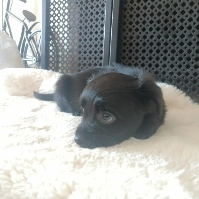 Chien Pékinois Noir Femelle