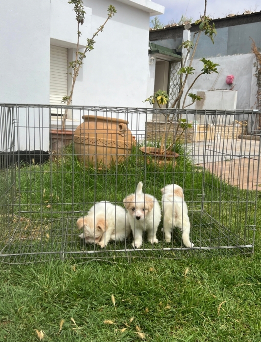 Bichon Maltais 💥