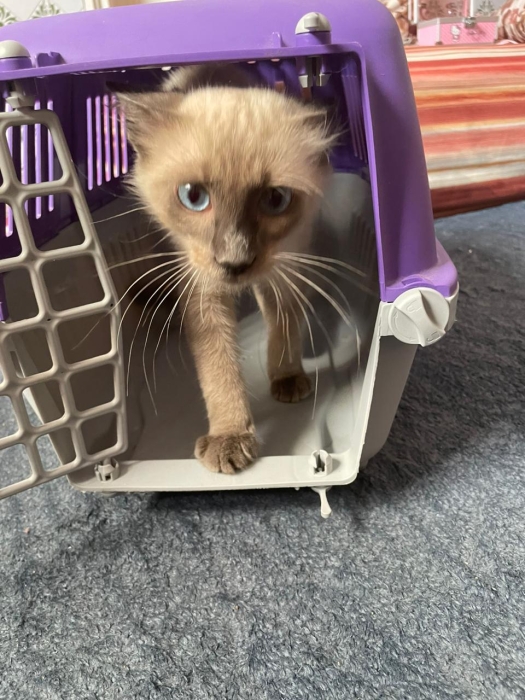 Chat male siamois
