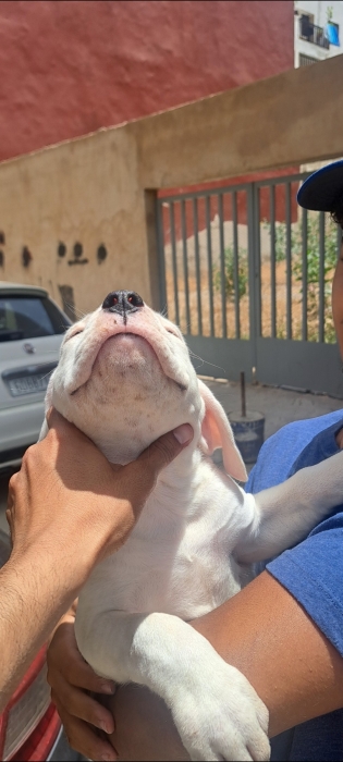 Dog argentin