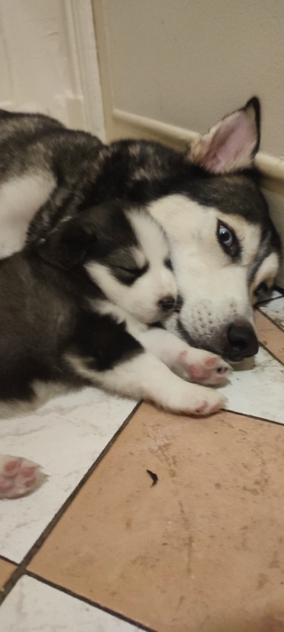 Husky Samsky