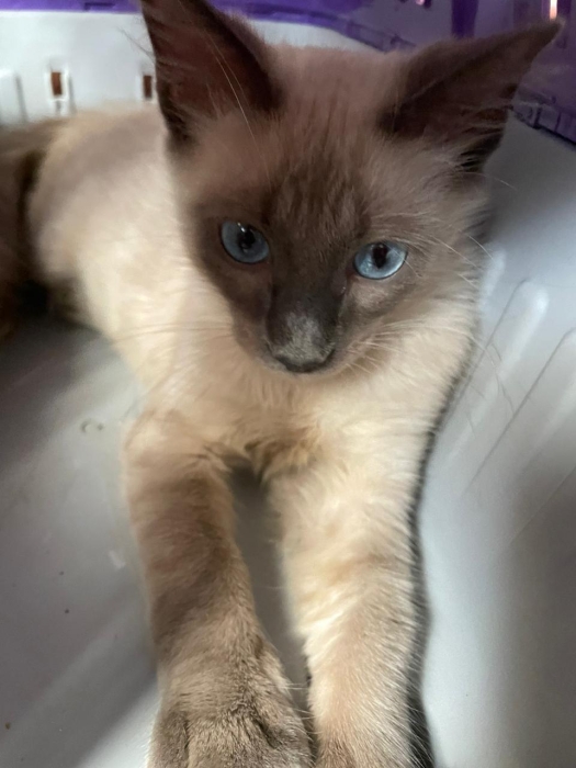 Chat siamois