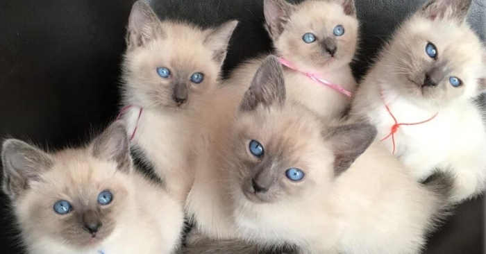 Chatton siamois