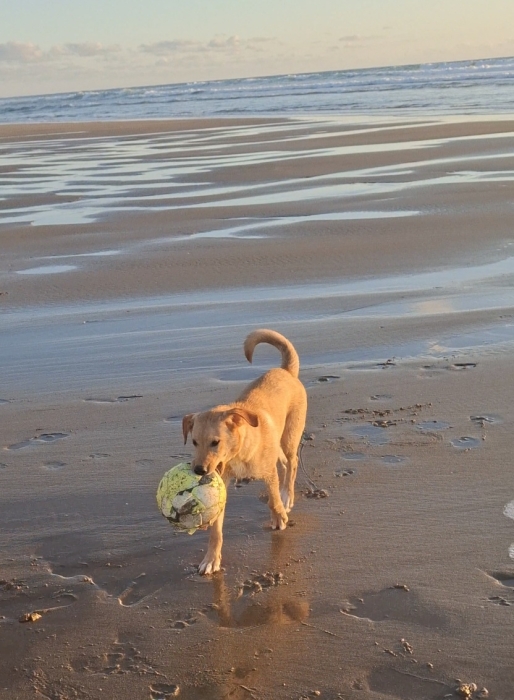 American labrador