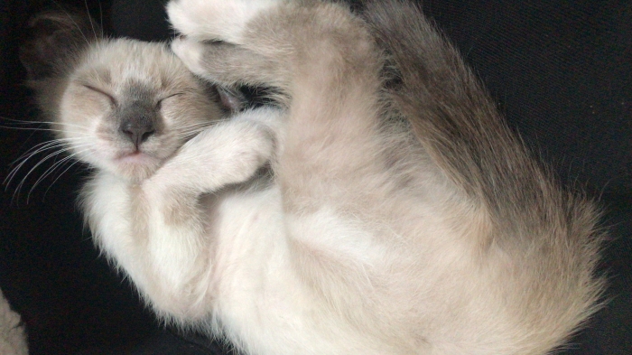 Chat male siamois