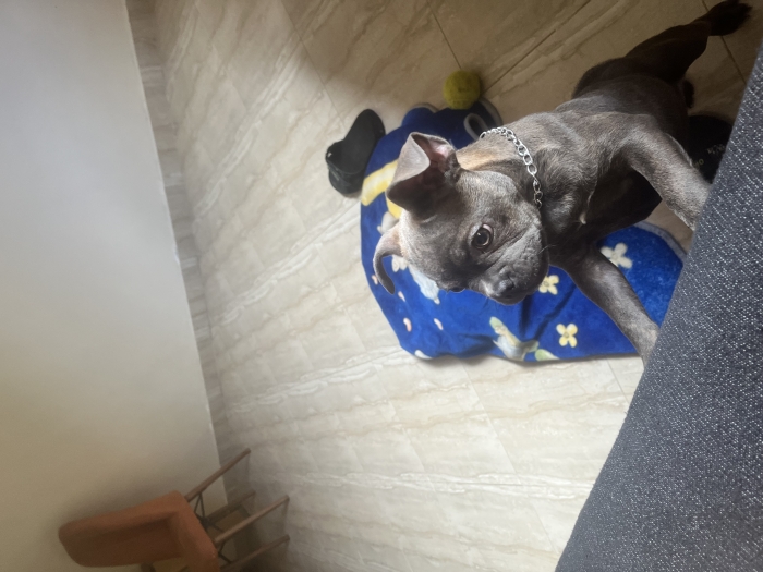 Bulldog français