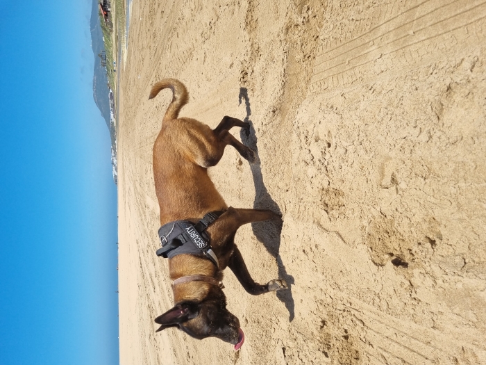 malinoi  original