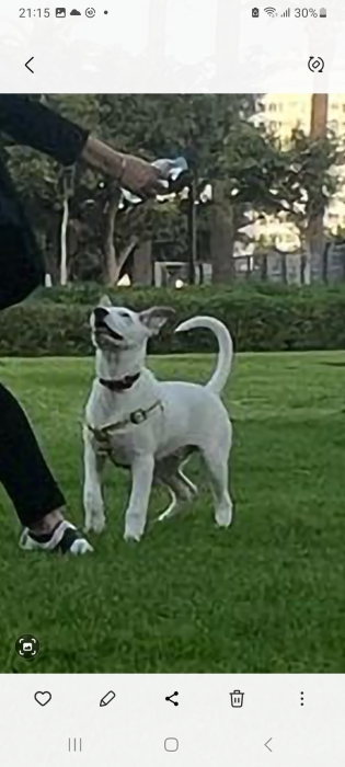 Chien à adopter