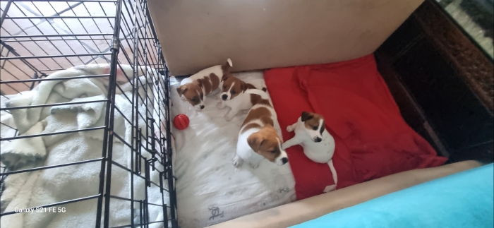 Jack russel terrier