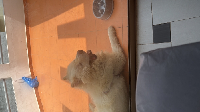 Chow chow