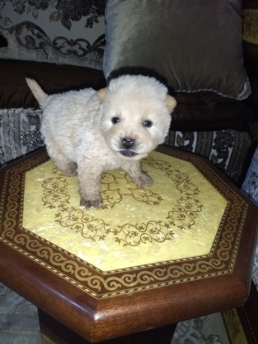 Chow chow