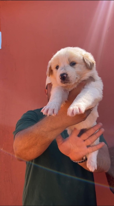 Chien d’atlas (aidi atlas )